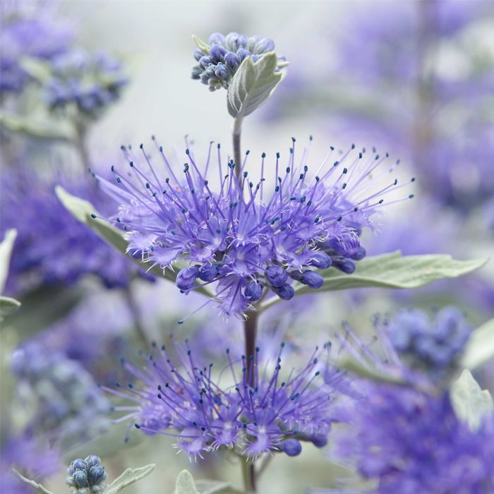 Bartblume\u0020\u0028Caryopteris\u0020x\u0020clandonensis\u0029\u0020Sterling\u0020Silver