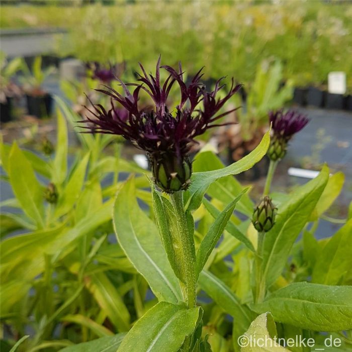 Berg\u002DFlockenblume\u0020\u0028Centaurea\u0020montana\u0029\u0020Black\u0020Sprite\u00AE