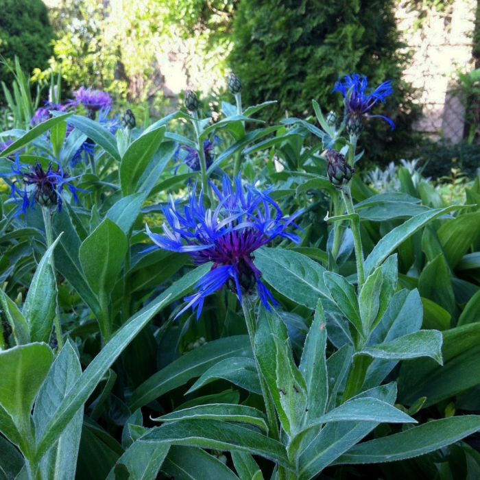 Bergflockenblume\u0020\u0028Centaurea\u0020montana\u0020\u0029\u0020Bright\u0020Blue