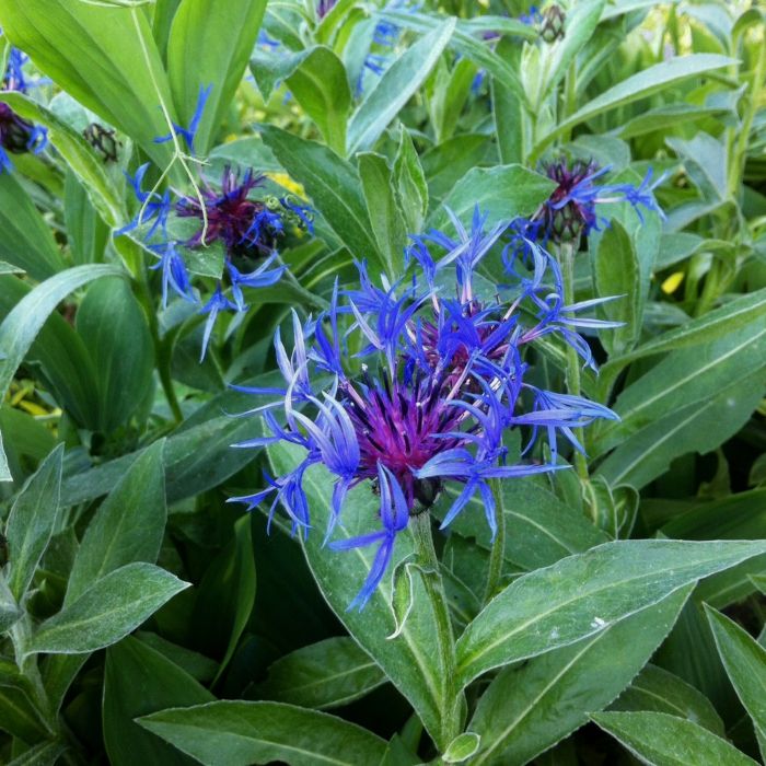 Bergflockenblume\u0020\u0028Centaurea\u0020montana\u0020\u0029\u0020Bright\u0020Blue