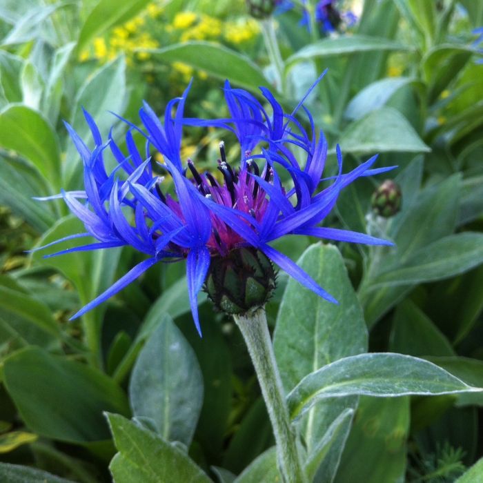 Bergflockenblume\u0020\u0028Centaurea\u0020montana\u0020\u0029\u0020Bright\u0020Blue