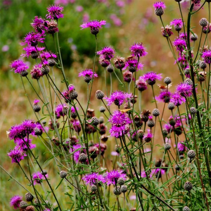 Skabiosen\u002DFlockenblume\u0020\u0028Centaurea\u0020scabiosa\u0029\u0020