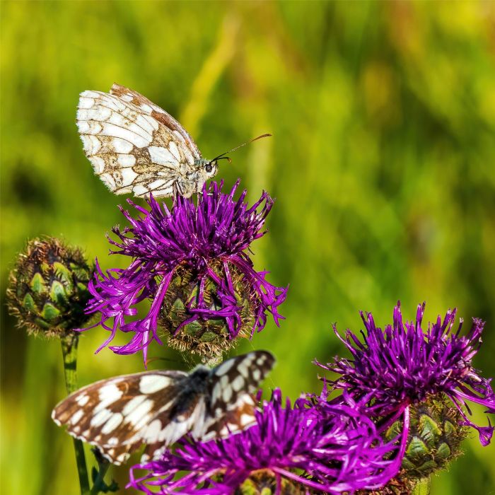 Skabiosen\u002DFlockenblume\u0020\u0028Centaurea\u0020scabiosa\u0029\u0020