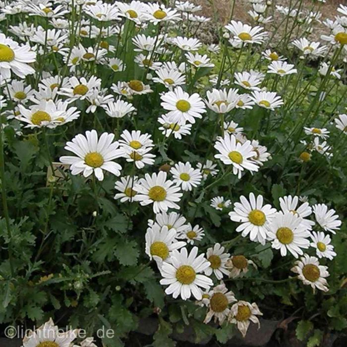 Hohe\u0020Sommermargerite\u0020\u0028Chrysanthemum\u0020leucanthemum\u0029\u0020Filigran