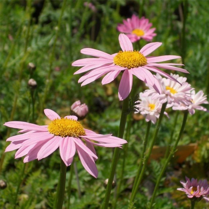 Rosa\u0020Strauchmargerite\u0020\u0028Chrysanthemum\u0020coccineum\u0029\u0020Robinson\u0020Rosa