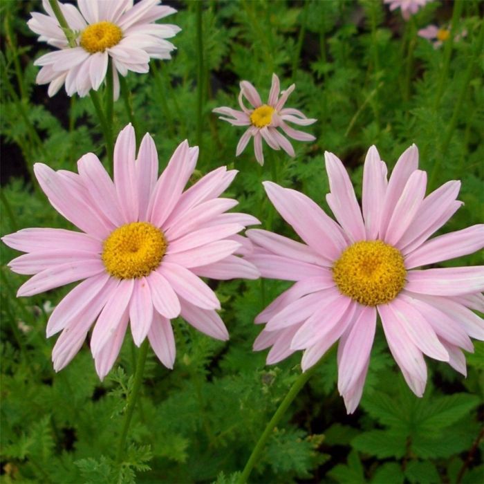 Rosa\u0020Strauchmargerite\u0020\u0028Chrysanthemum\u0020coccineum\u0029\u0020Robinson\u0020Rosa