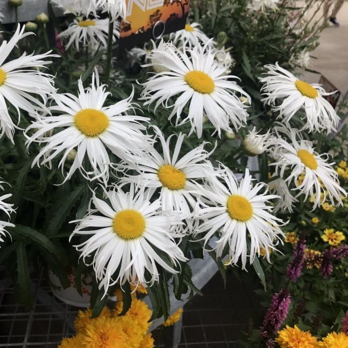 Gro\u00DFblumige\u0020Sommer\u002DMargerite\u0020\u0028Chrysanthemum\u0020maximum\u0029\u0020SWEET\u0020DAISY\u0020Cher