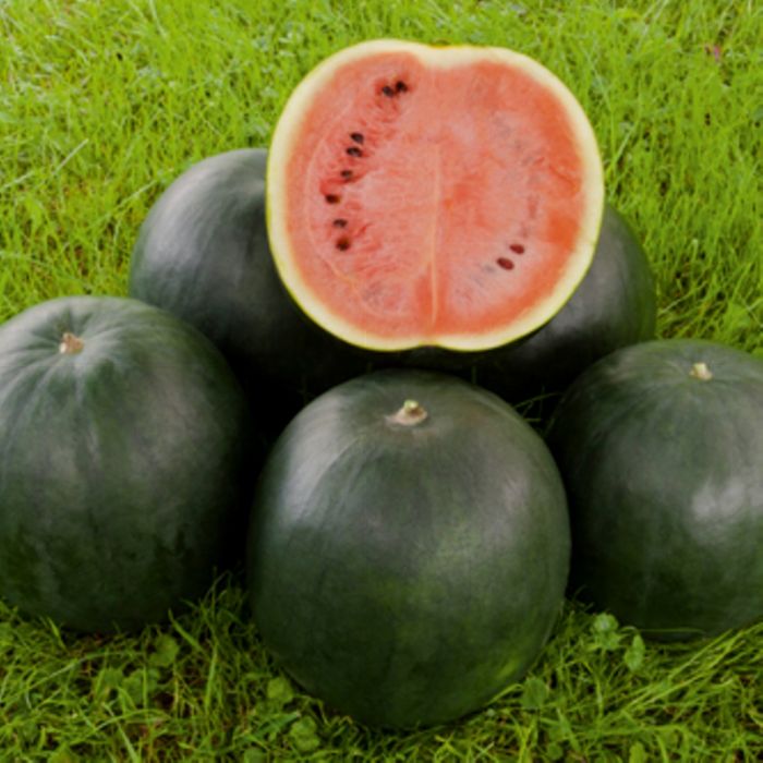 Kompakte\u0020Wassermelone\u0020\u0028Citrullus\u0020lanatus\u0029\u0020Sugar\u0020Baby