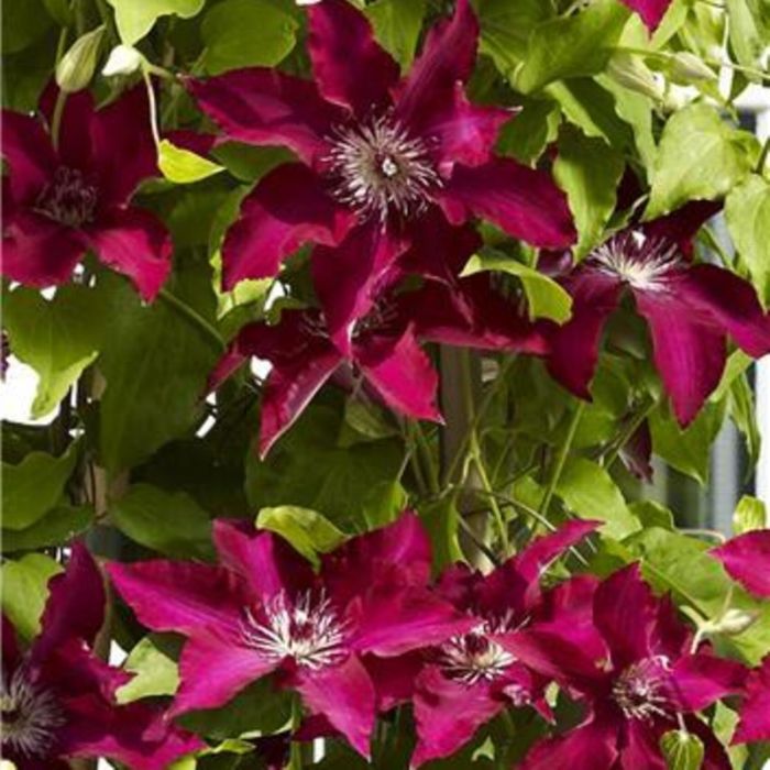 Waldrebe\u0020\u0028Clematis\u0029\u0020Gina\u0020Garland\u0020Evipo092