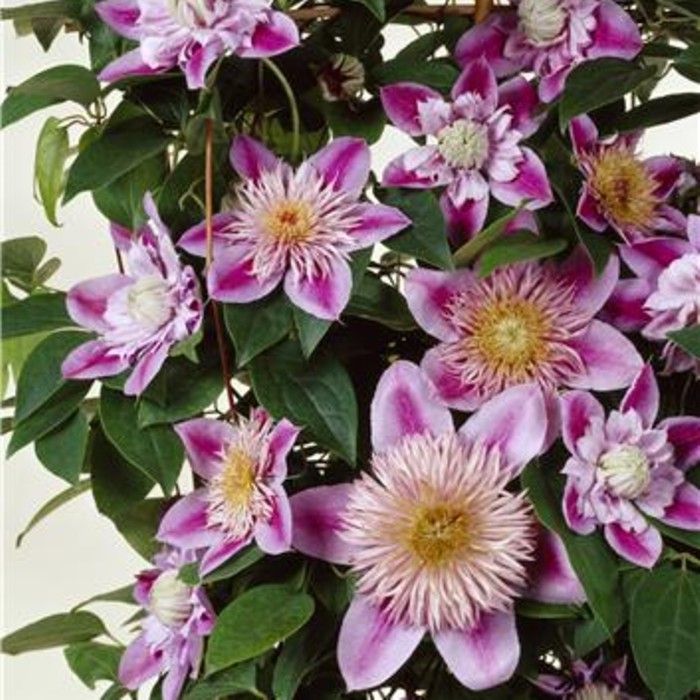 Waldrebe\u0020\u0028Clematis\u0029\u0020Josephine\u2122\u0020Regal\u00AE\u0020Evijohill