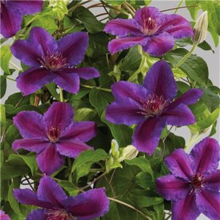 Waldrebe\u0020\u0028Clematis\u0029\u0020Paulie\u2122\u0020Tudor\u0020Patio\u00AE\u0020Evipo058