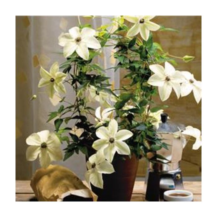 Waldrebe\u0020\u0028Clematis\u0020florida\u0029\u0020Pistachio\u2122\u0020Garland\u00AE\u0020Evirida