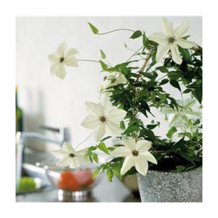 Waldrebe\u0020\u0028Clematis\u0020florida\u0029\u0020Pistachio\u2122\u0020Garland\u00AE\u0020Evirida