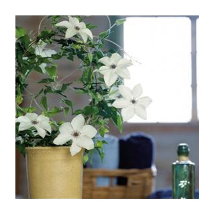 Waldrebe\u0020\u0028Clematis\u0020florida\u0029\u0020Pistachio\u2122\u0020Garland\u00AE\u0020Evirida