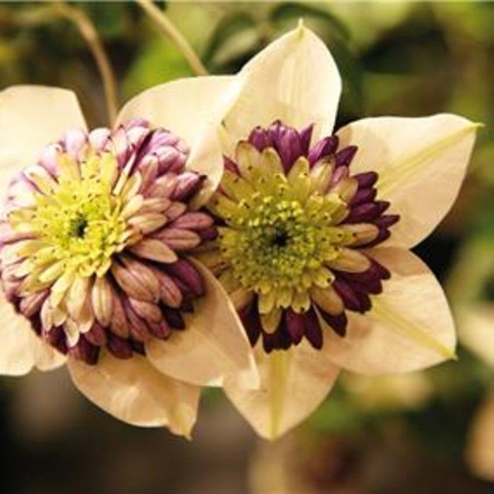 Waldrebe\u0020\u0028Clematis\u0020florida\u0029\u0020Viennetta\u2122\u0020Garland\u00AE\u0020Evipo006