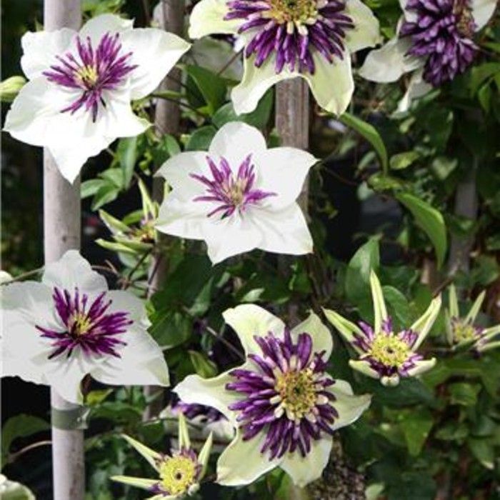 Waldrebe\u0020\u0028Clematis\u0020florida\u0029\u0020Viennetta\u2122\u0020Garland\u00AE\u0020Evipo006