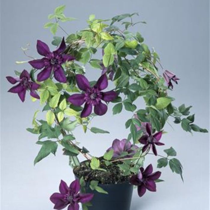 Waldrebe\u0020\u0028Clematis\u0020hybrida\u0029\u0020Cassis\u2122