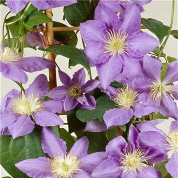 Waldrebe\u0020\u0028Clematis\u0020hybrida\u0029\u0020Cezanne\u2122