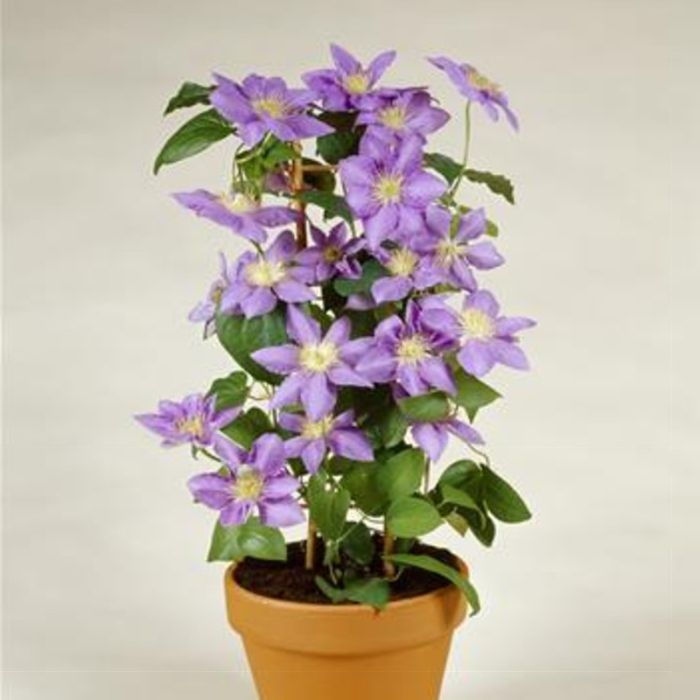 Waldrebe\u0020\u0028Clematis\u0020hybrida\u0029\u0020Cezanne\u2122