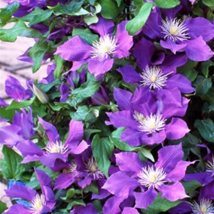 Waldrebe\u0020\u0028Clematis\u0020hybrida\u0029\u0020Chevalier\u2122