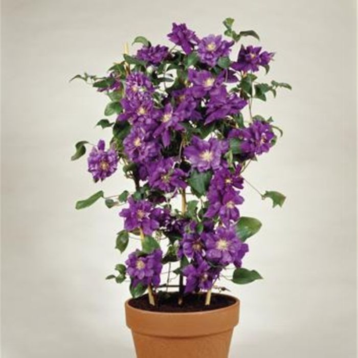 Waldrebe\u0020\u0028Clematis\u0020hybrida\u0029\u0020Franziska\u0020Maria\u2122