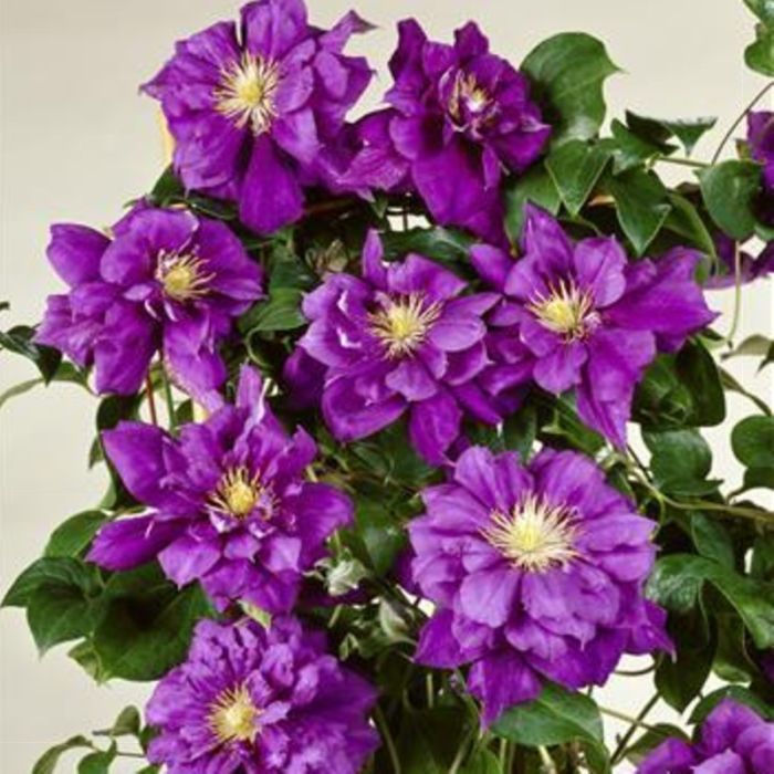 Waldrebe\u0020\u0028Clematis\u0020hybrida\u0029\u0020Franziska\u0020Maria\u2122