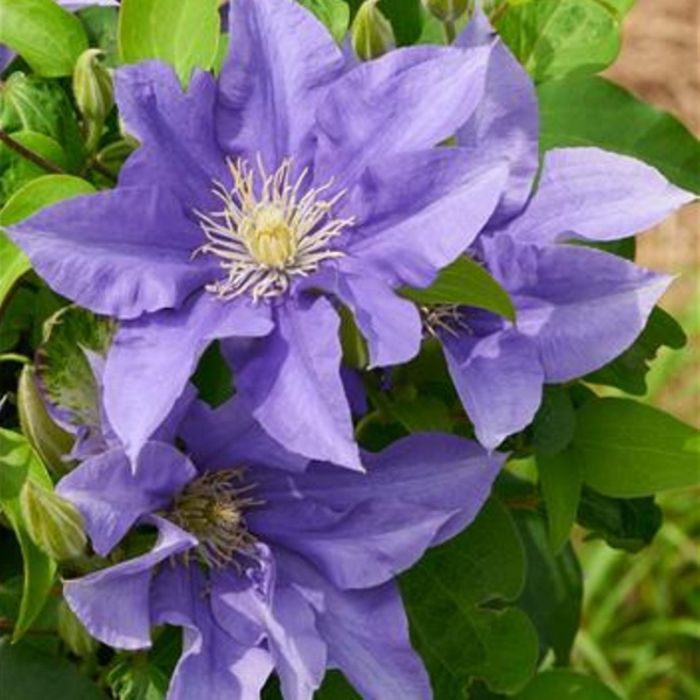 Waldrebe\u0020\u0028Clematis\u0020hybrida\u0029\u0020Olympia\u2122