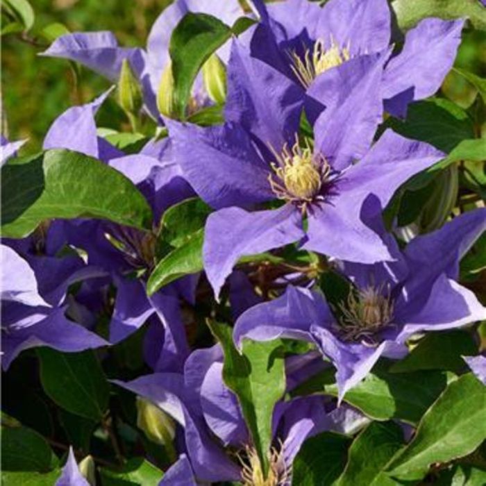 Waldrebe\u0020\u0028Clematis\u0020hybrida\u0029\u0020Olympia\u2122