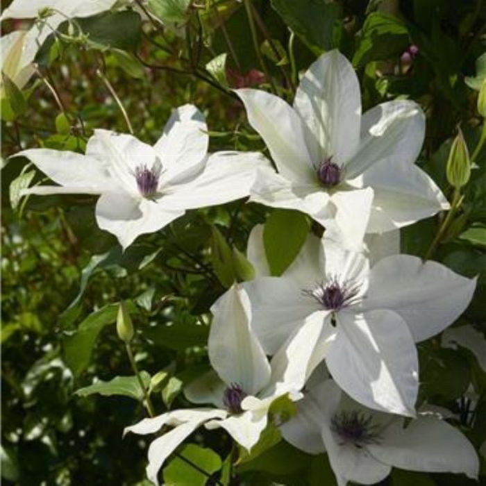 Waldrebe\u0020\u0028Clematis\u0020hybrida\u0029\u0020Tsukiko\u2122