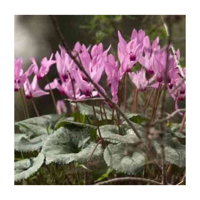 Herbst\u002DAlpenveilchen\u0020\u0028Cyclamen\u0020hederifolium\u0029\u0020rosa