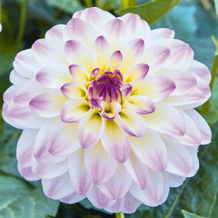 Dahlie\u0020\u0028Dahlia\u0020hortensis\u0029\u0020LUBEGA\u0020POWER\u0020White\u0020Lilac\u0020Frost