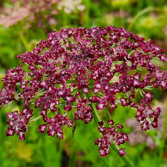 Wilde\u0020M\u00F6hre\u0020\u0028Daucus\u0020carota\u0029\u0020RED