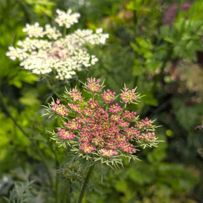 Wilde\u0020M\u00F6hre\u0020\u0028Daucus\u0020carota\u0029\u0020RED