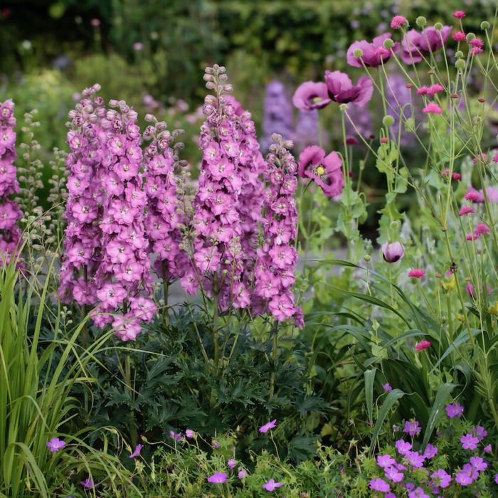 Rittersporn\u0020\u0028Delphinium\u0020elatum\u0029\u0020DELGENIUS\u0020Chantay