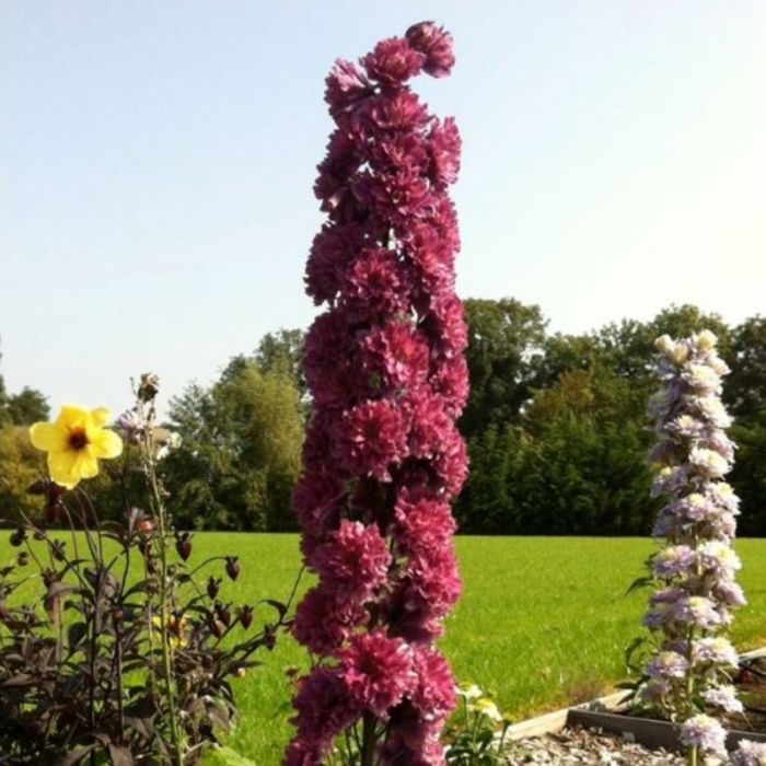 Rittersporn\u0020\u0028Delphinium\u0020elatum\u00A0\u0029\u0020Highlander\u0020Flamenco