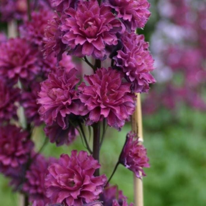 Rittersporn\u0020\u0028Delphinium\u0020elatum\u00A0\u0029\u0020Highlander\u0020Flamenco