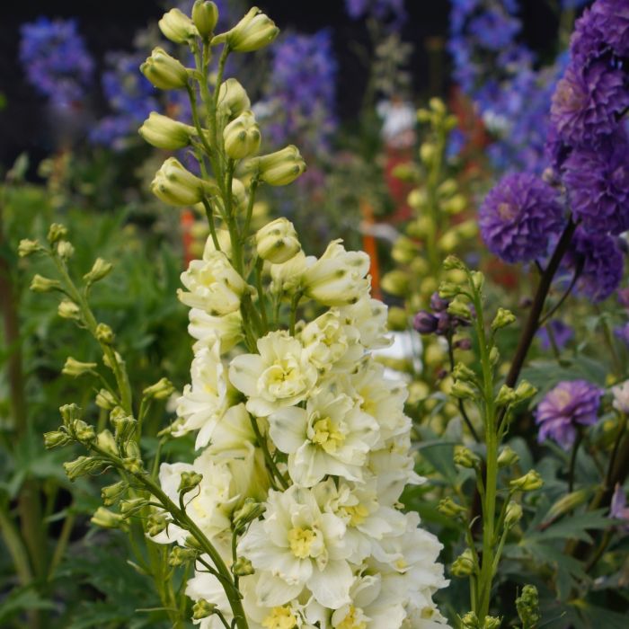 Rittersporn\u0020\u0028Delphinium\u0020elatum\u0029\u0020Sherbet\u0020Lemon