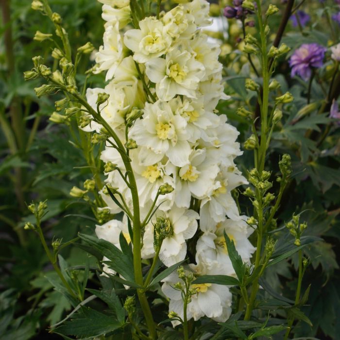 Rittersporn\u0020\u0028Delphinium\u0020elatum\u0029\u0020Sherbet\u0020Lemon