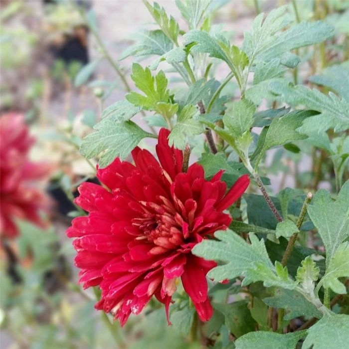 Herbstchrysantheme\u00A0\u0020\u0028Dendranthema\u0020indicum\u0029\u0020RED\u0020VELVET