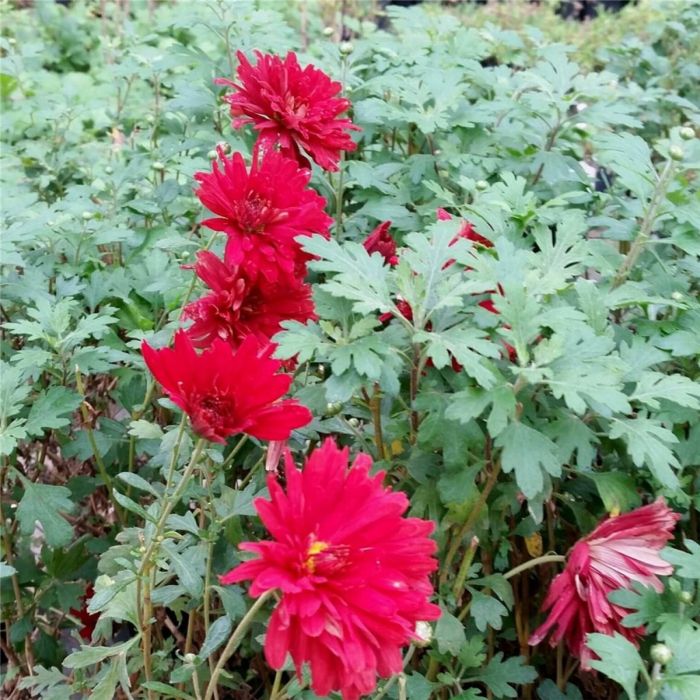 Herbstchrysantheme\u00A0\u0020\u0028Dendranthema\u0020indicum\u0029\u0020RED\u0020VELVET