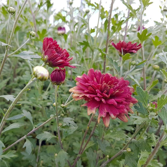 Herbstchrysantheme\u00A0\u0020\u0028Dendranthema\u0020indicum\u0029\u0020RED\u0020VELVET