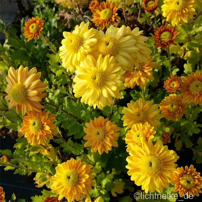 Herbstchrysantheme\u0020\u0028Dendranthema\u0020indicum\u0020\u0028x\u0029\u0029\u0020Goldmarianne