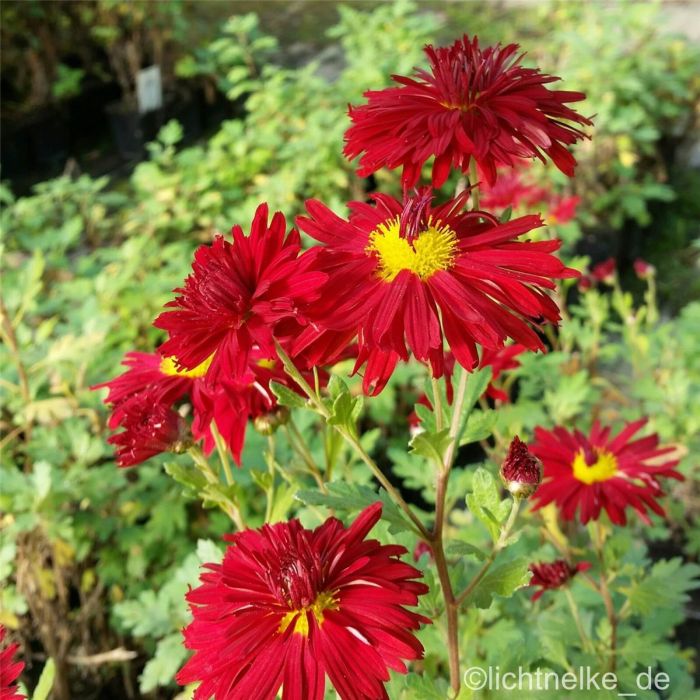 Herbst\u002DChrysantheme\u0020\u0028Dendranthema\u0020ind.\u0020\u0028x\u0029\u0020\u002F\u0020Chrysanthemum\u0020Ind.\u002DHybr.\u0029\u0020Ceddie\u0020Mason