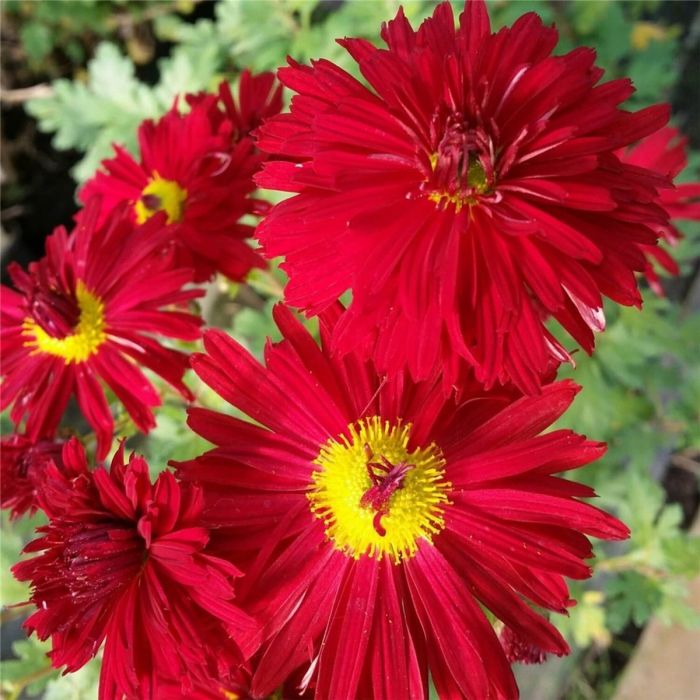 Herbstchrysantheme\u0020\u0020\u0028Dendranthema\u0020rubellum\u0029\u0020Duchess\u0020of\u0020Edinburgh