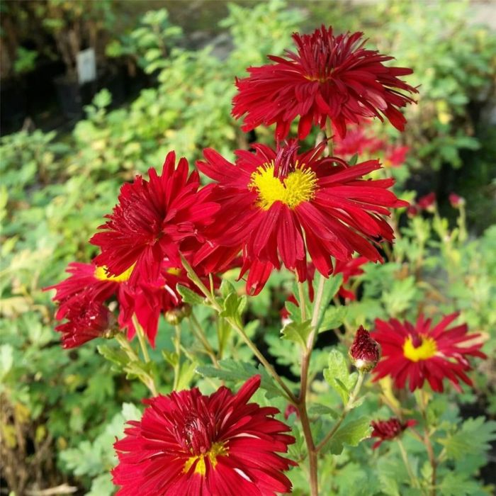 Herbstchrysantheme\u0020\u0020\u0028Dendranthema\u0020rubellum\u0029\u0020Duchess\u0020of\u0020Edinburgh