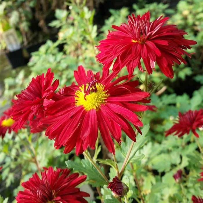 Herbstchrysantheme\u0020\u0020\u0028Dendranthema\u0020rubellum\u0029\u0020Duchess\u0020of\u0020Edinburgh