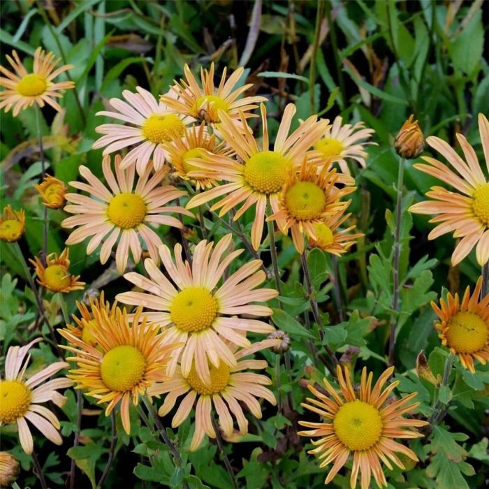 Herbstchrysantheme\u00A0\u0020\u0028Dendranthema\u0020rubellum\u0029\u0020MARY\u0020STOKER