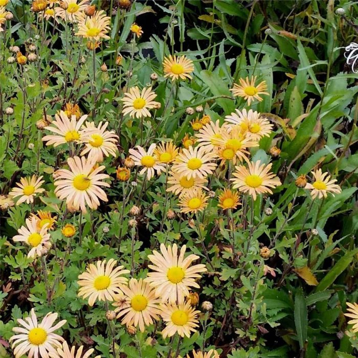 Herbstchrysantheme\u00A0\u0020\u0028Dendranthema\u0020rubellum\u0029\u0020MARY\u0020STOKER