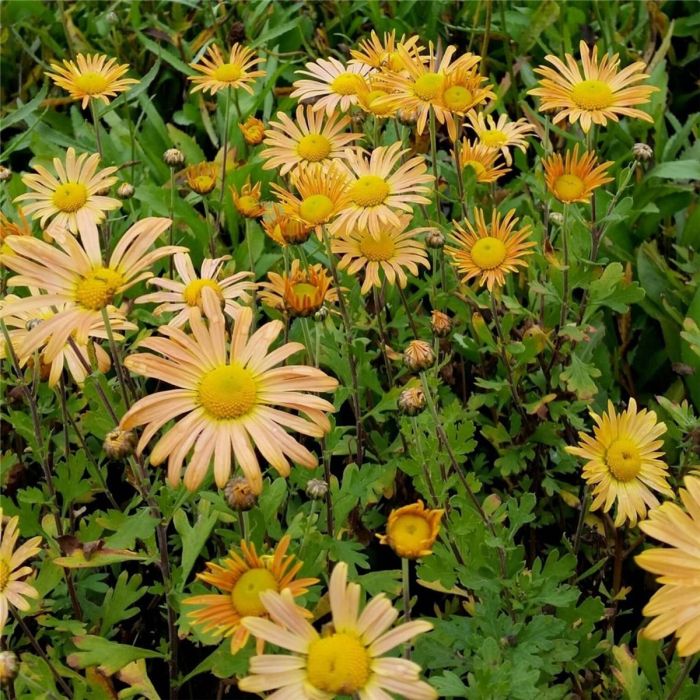 Herbstchrysantheme\u00A0\u0020\u0028Dendranthema\u0020rubellum\u0029\u0020MARY\u0020STOKER