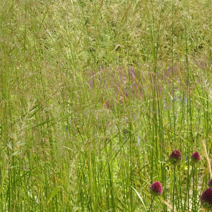 Waldschmiele\u0020\u0028Deschampsia\u0020cespitosa\u0020\u0029\u0020